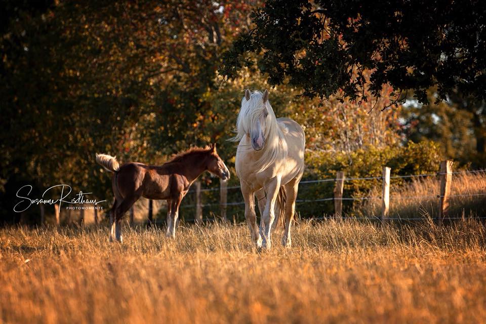 CReam Draft Horse Breeders